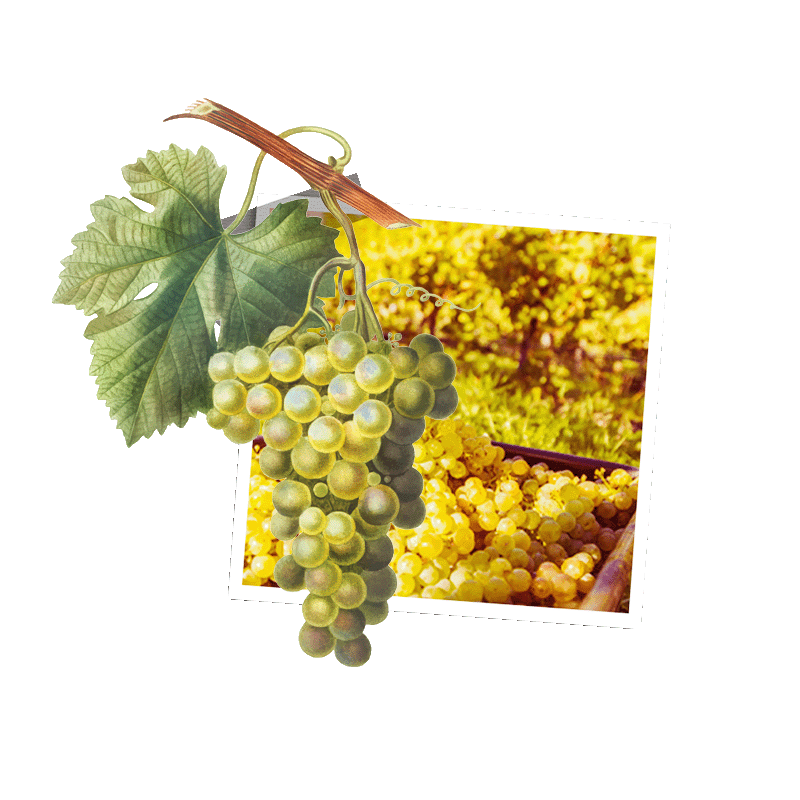 Grappe de raisin blanc et vignoble ensoleillé, symbole du vin Le Cinq à 5 % d’alcool, sans désalcoolisation.